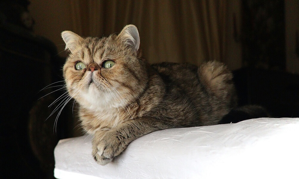 Exotic Shorthair Kedisi Özellikleri Nelerdir Bakımı Nasıldır?